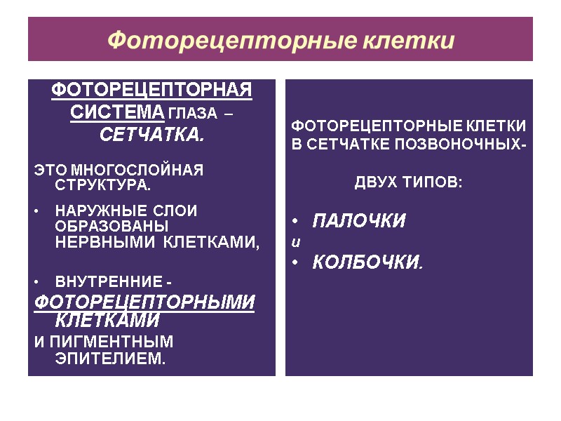 Фоторецепторные клетки ФОТОРЕЦЕПТОРНАЯ СИСТЕМА ГЛАЗА –  СЕТЧАТКА.  ЭТО МНОГОСЛОЙНАЯ СТРУКТУРА.  НАРУЖНЫЕ
